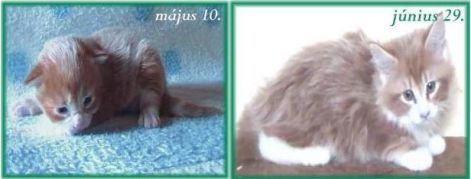 fejlodes1ajpg.jpg